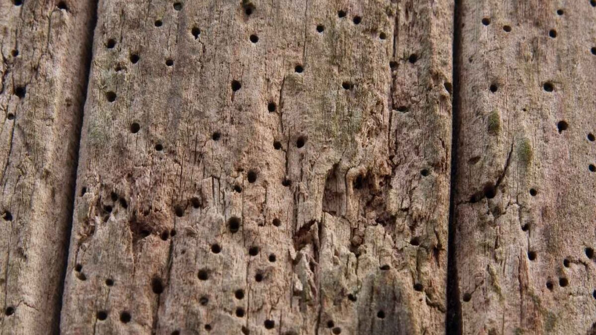 bichos-de-la-madera