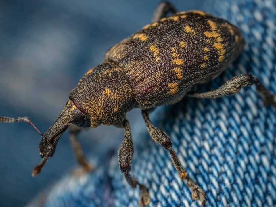 como-eliminar-gorgojos-en-casa