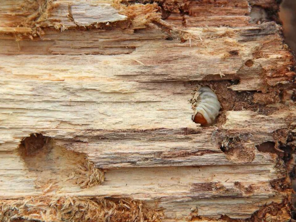 insectos-que-se-comen-la-madera