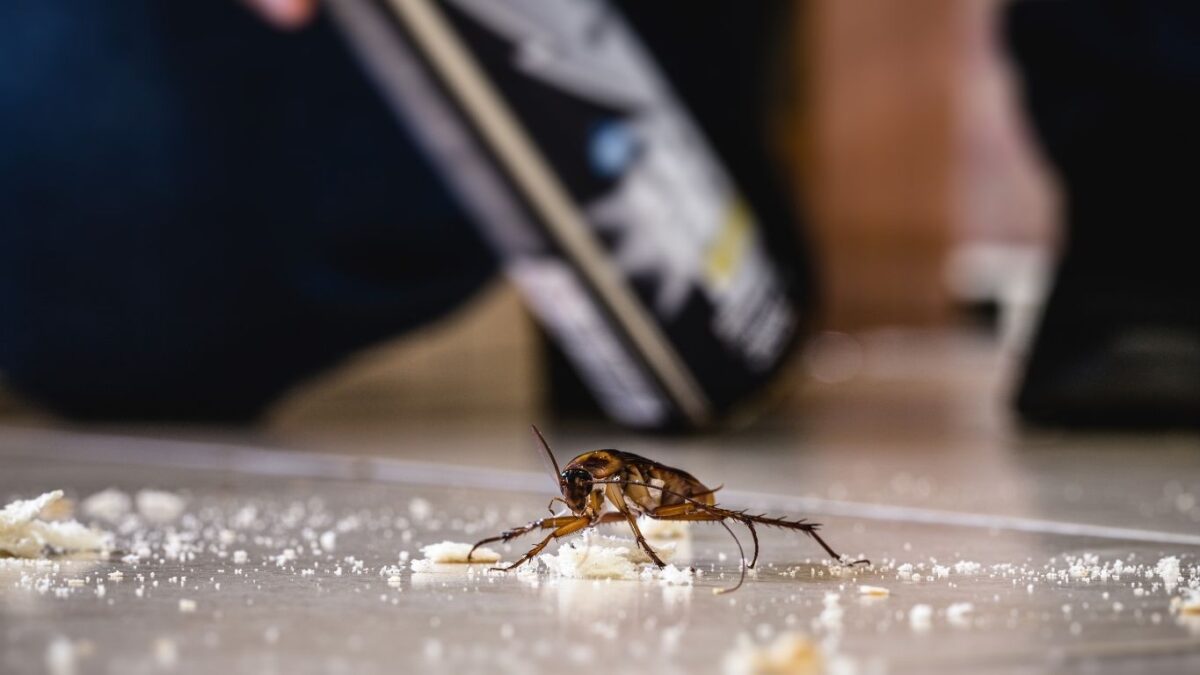 prevencion-de-plagas