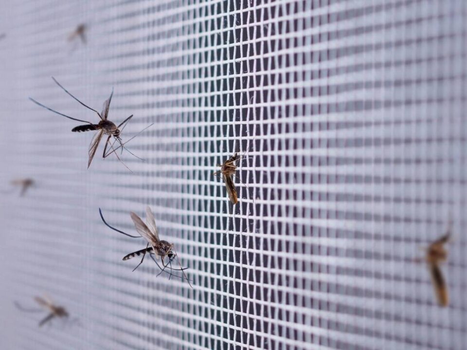 prevencion-de-plagas