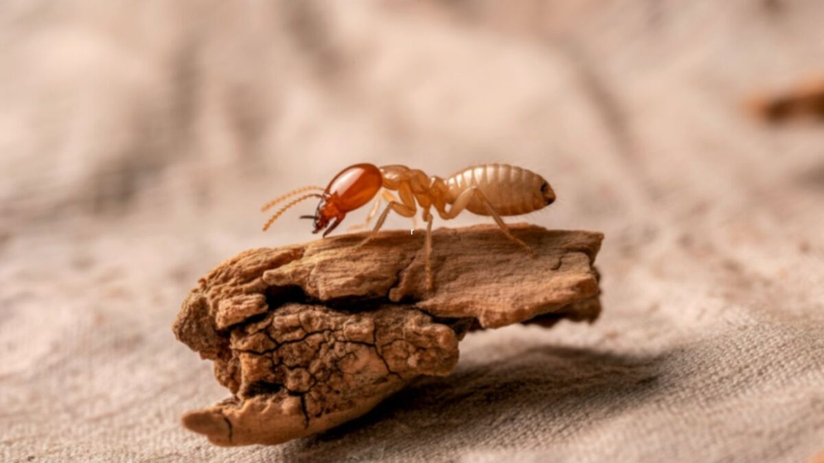 eliminar-termitas-subterraneas