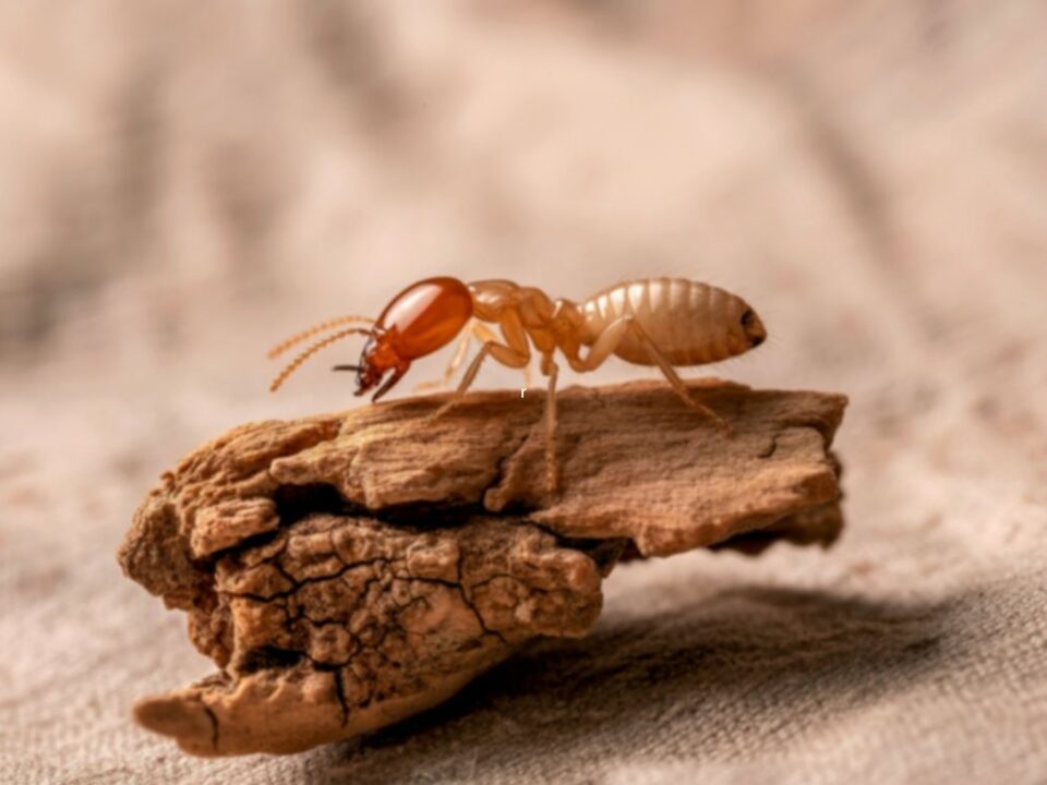 eliminar-termitas-subterraneas