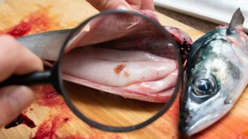 anisakis-en-el-pescado